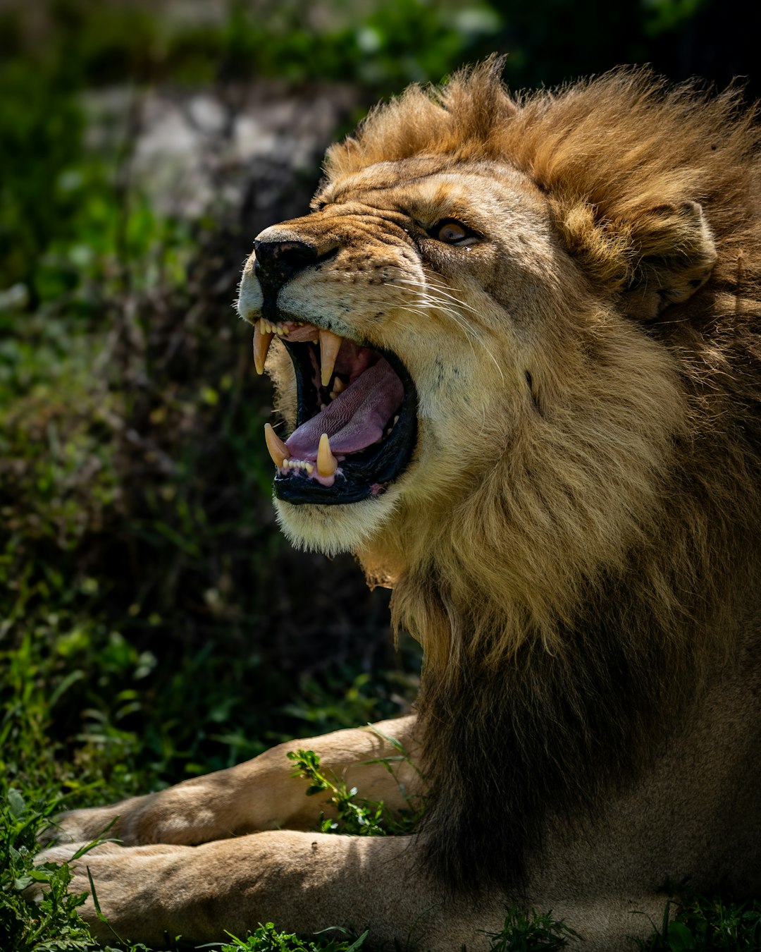 7 Days Budget Family Safari In Tanzania
