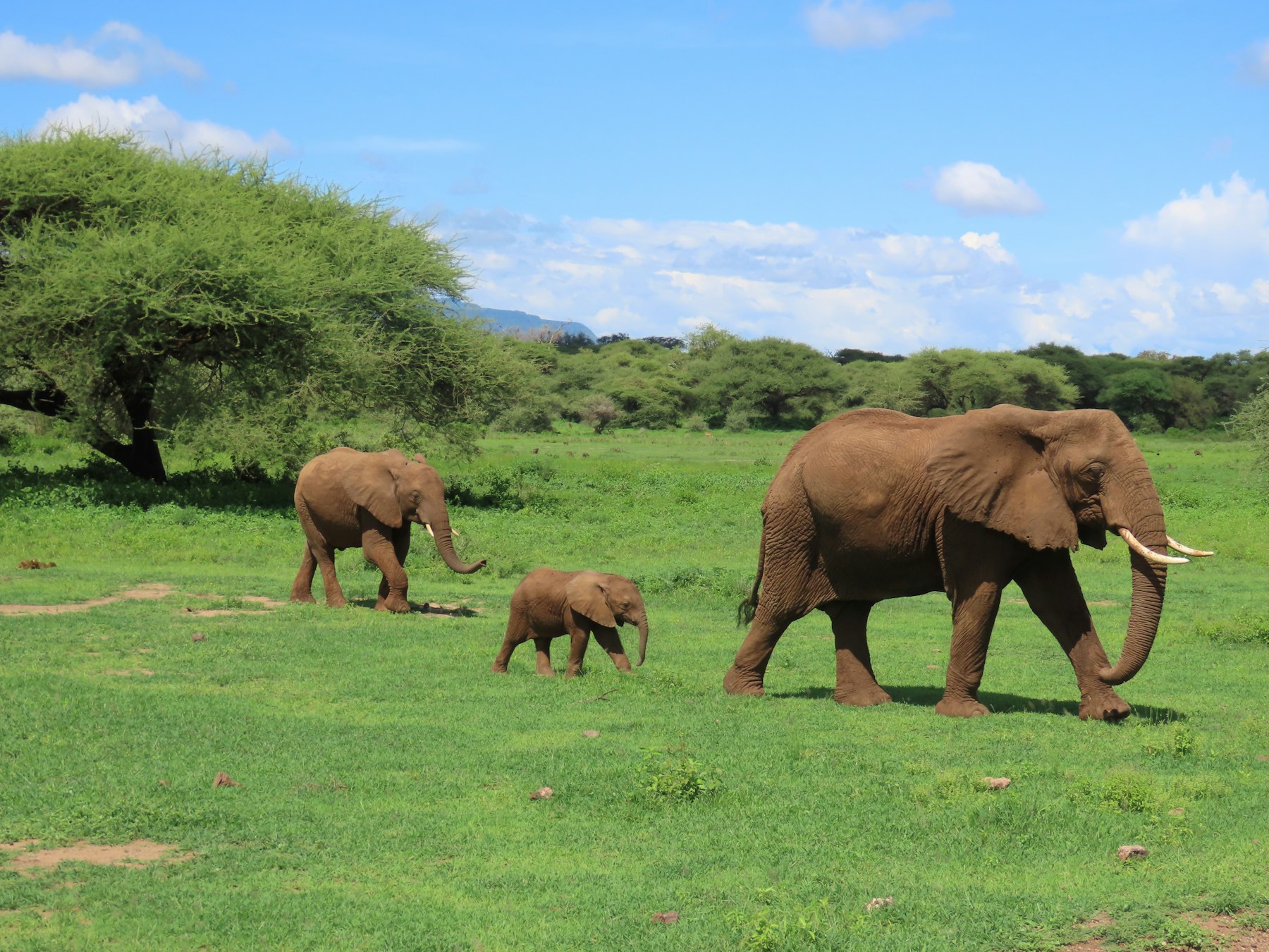 Elephants walking across the Serengeti at golden hour