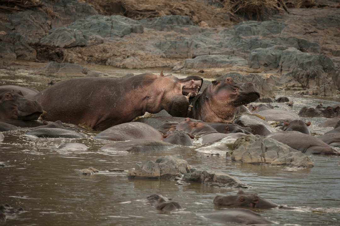 Best Time to Visit Tanzania for Safari in 2026