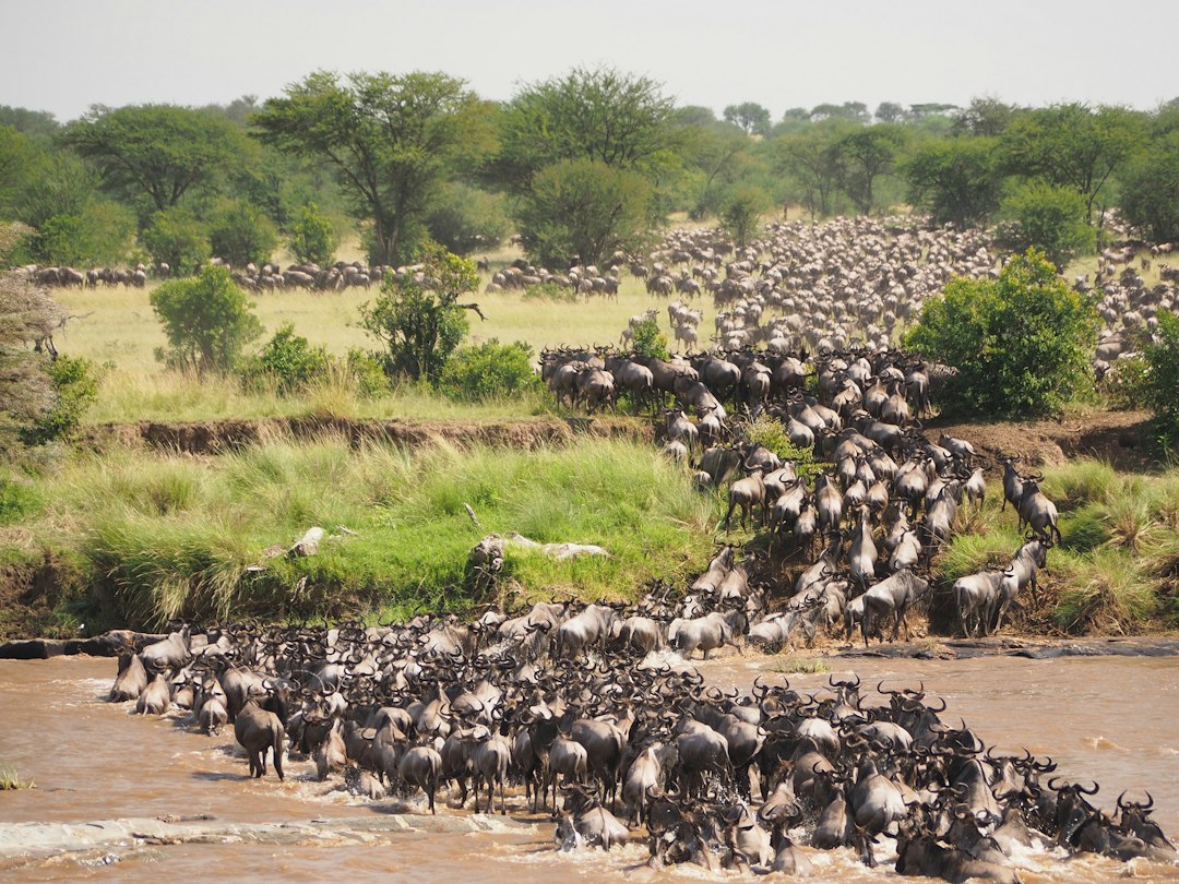 Great Wildebeest Migration Complete Guide